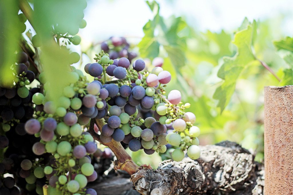 Hagafen Wine Napa Valley