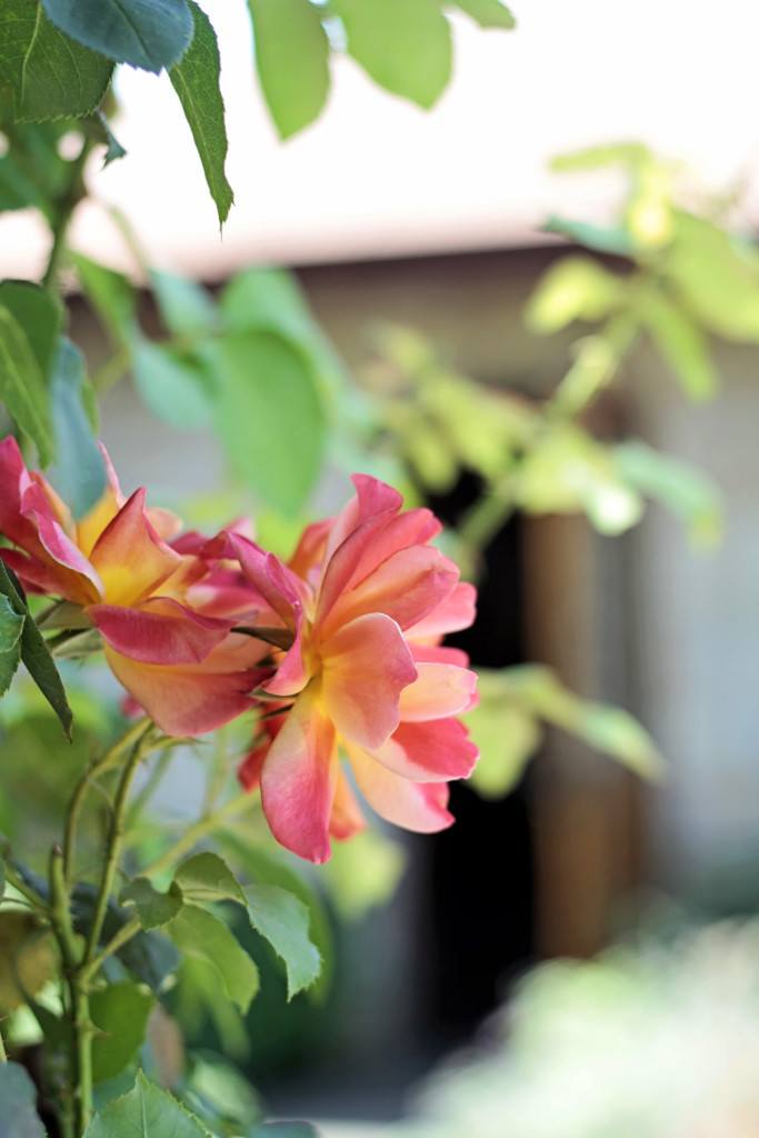 Hagafen Wine Napa Valley