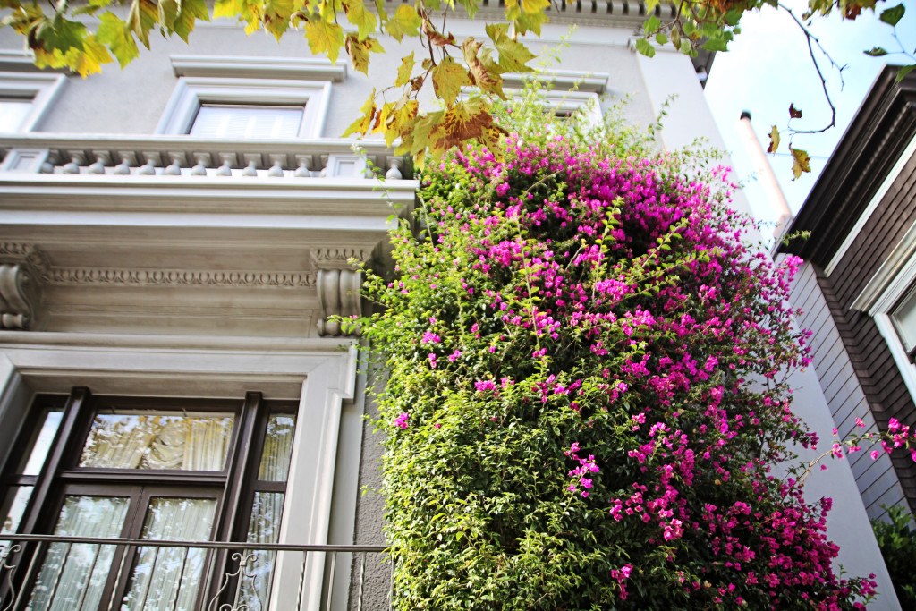 Pac Heights San Francisco Fashion Blogger