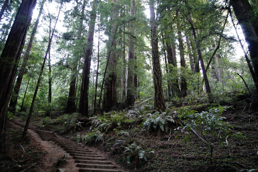 muir woods