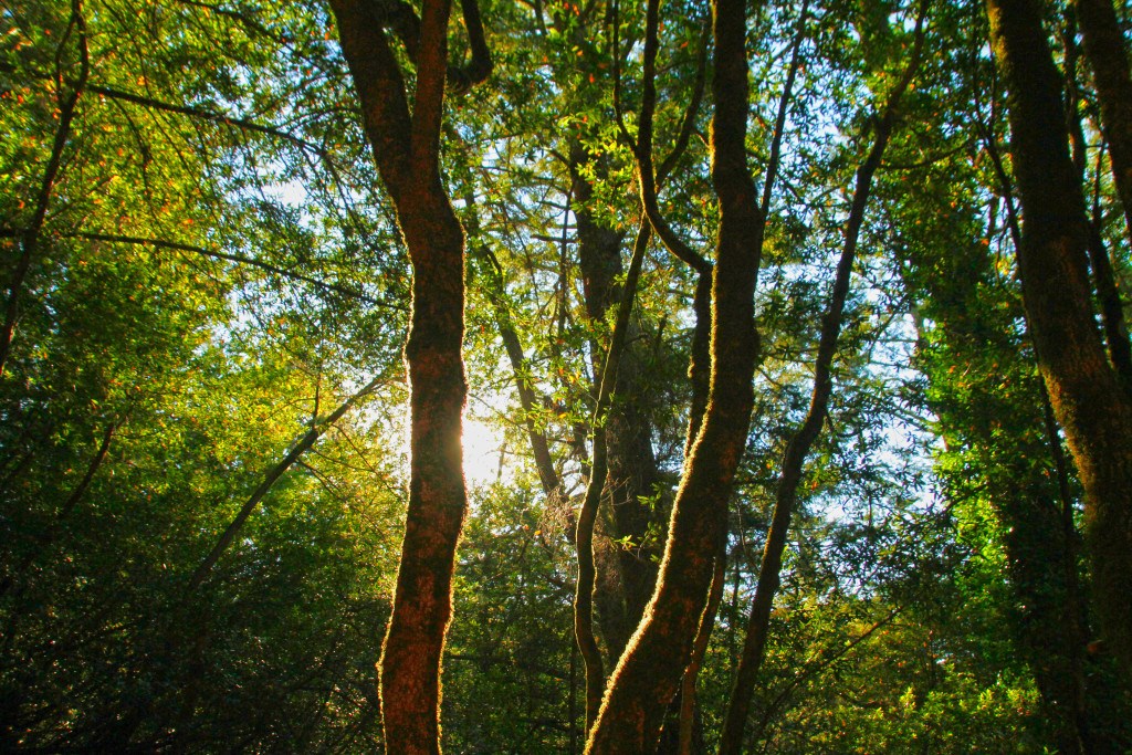 muir woods