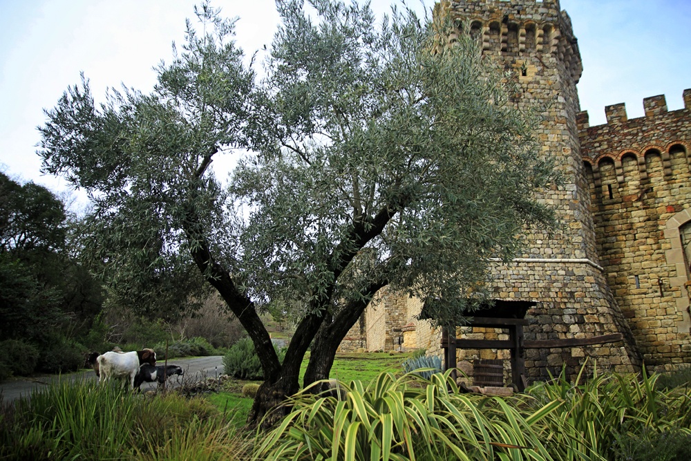 Castello di Amorosa, Castle in Napa - Whimsy Soul