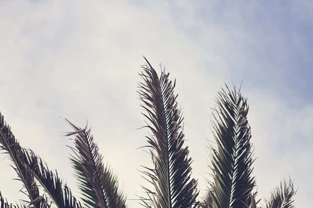 Boho Beach Babe - Whimsy Soul