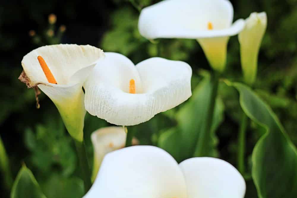 H&M Orange Skirt - Whimsy Soul