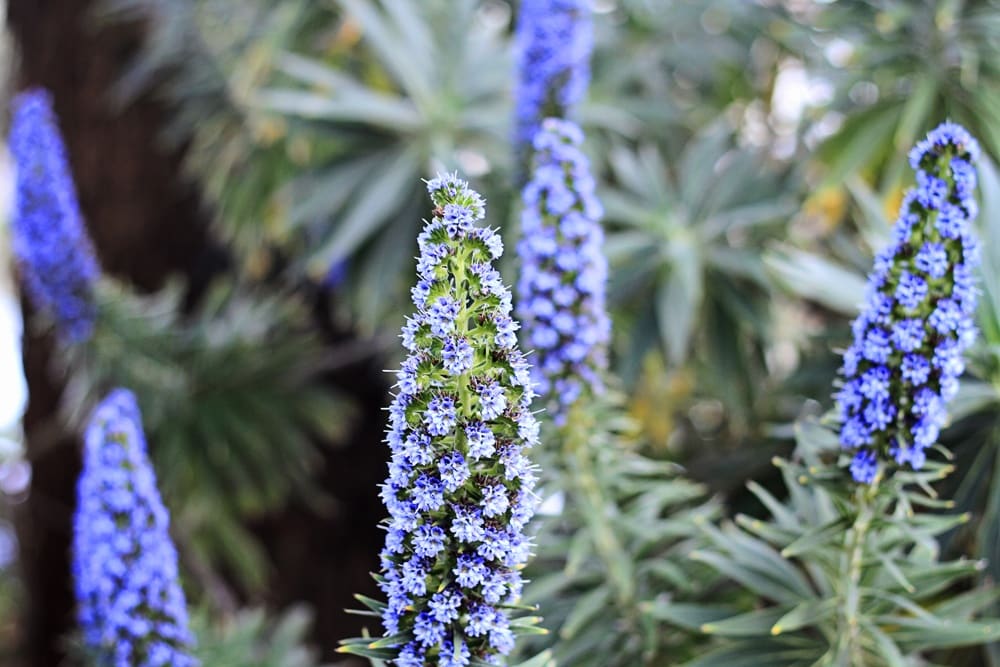 H&M Orange Skirt - Whimsy Soul