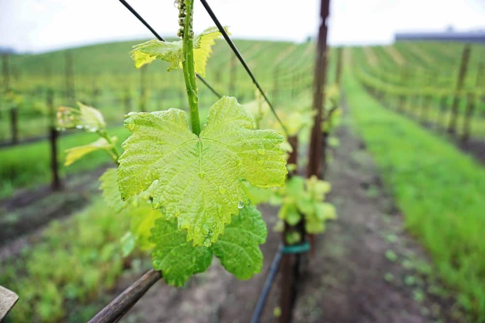 Whimsy Soul at Joseph Jewell Winery in Sonoma