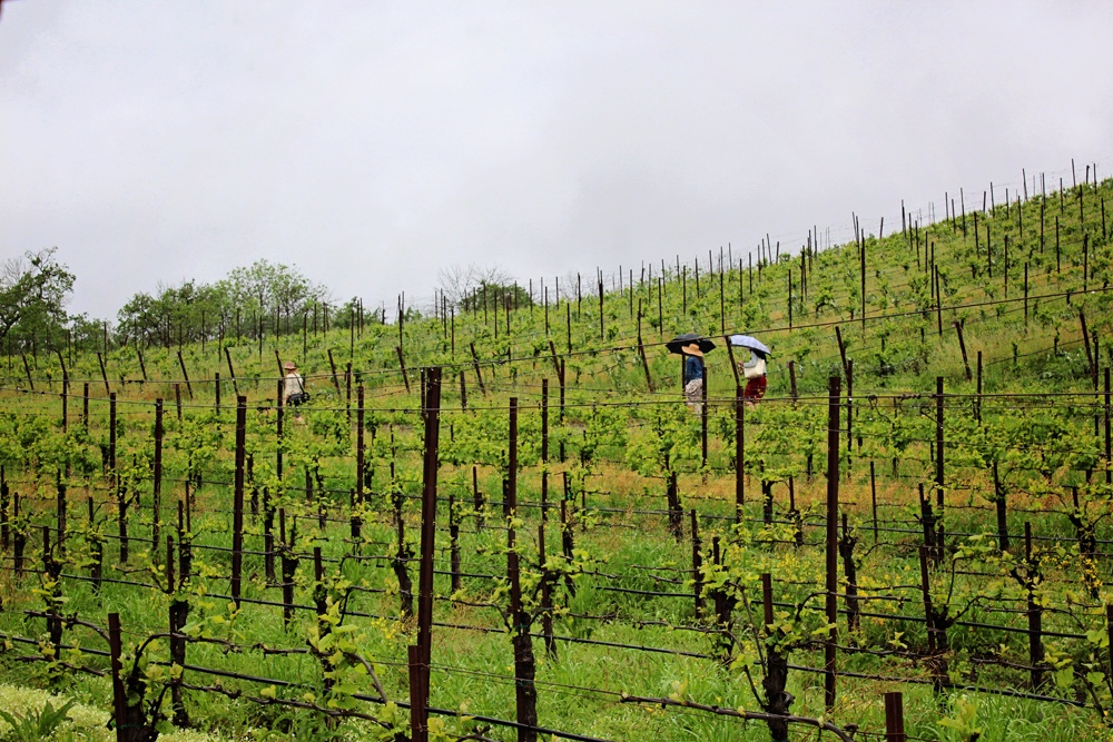 Whimsy Soul at Joseph Jewell Winery in Sonoma
