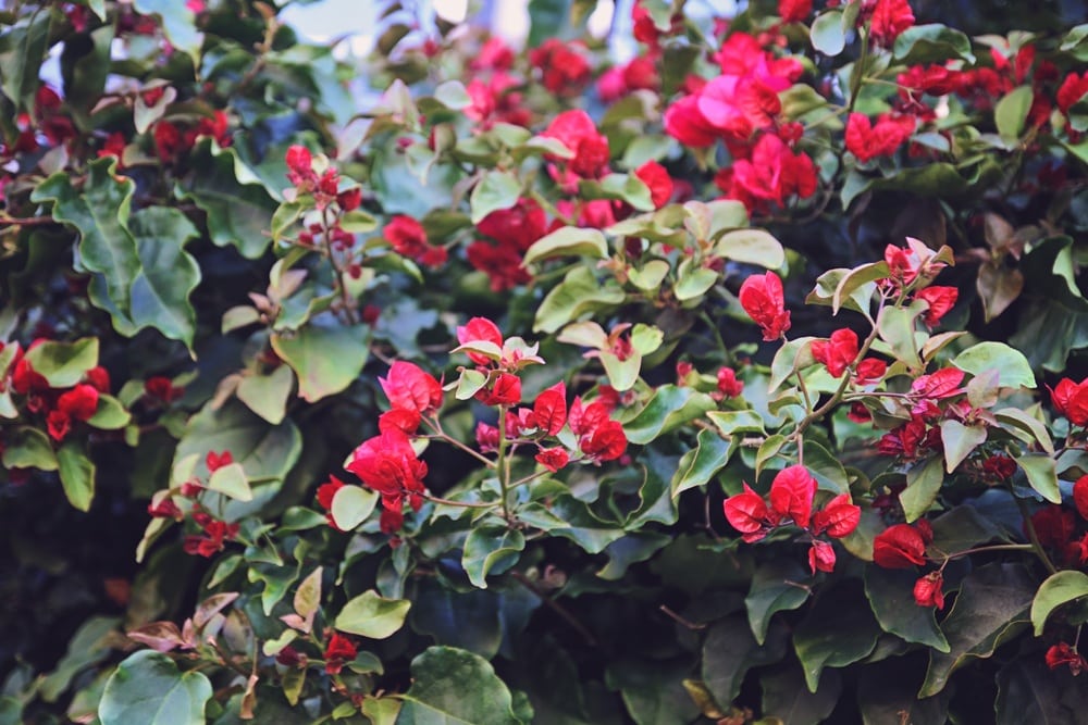 Floral Kimono and Red Swing Top - Whimsy Soul