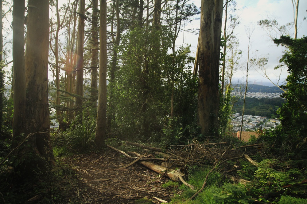 Whimsy Soul Sutro Forest