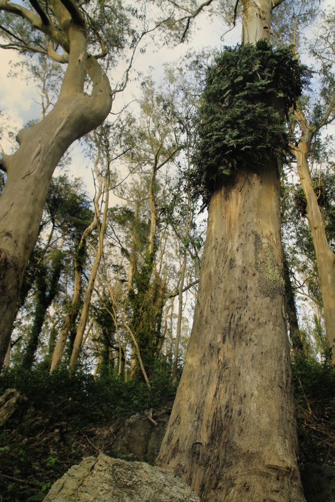 Whimsy Soul Sutro Forest