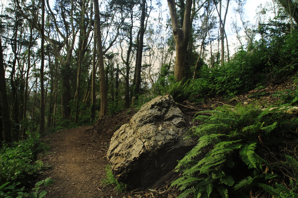 Whimsy Soul Sutro Forest