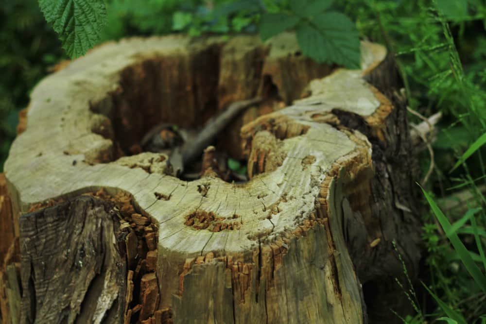 Whimsy Soul Sutro Forest