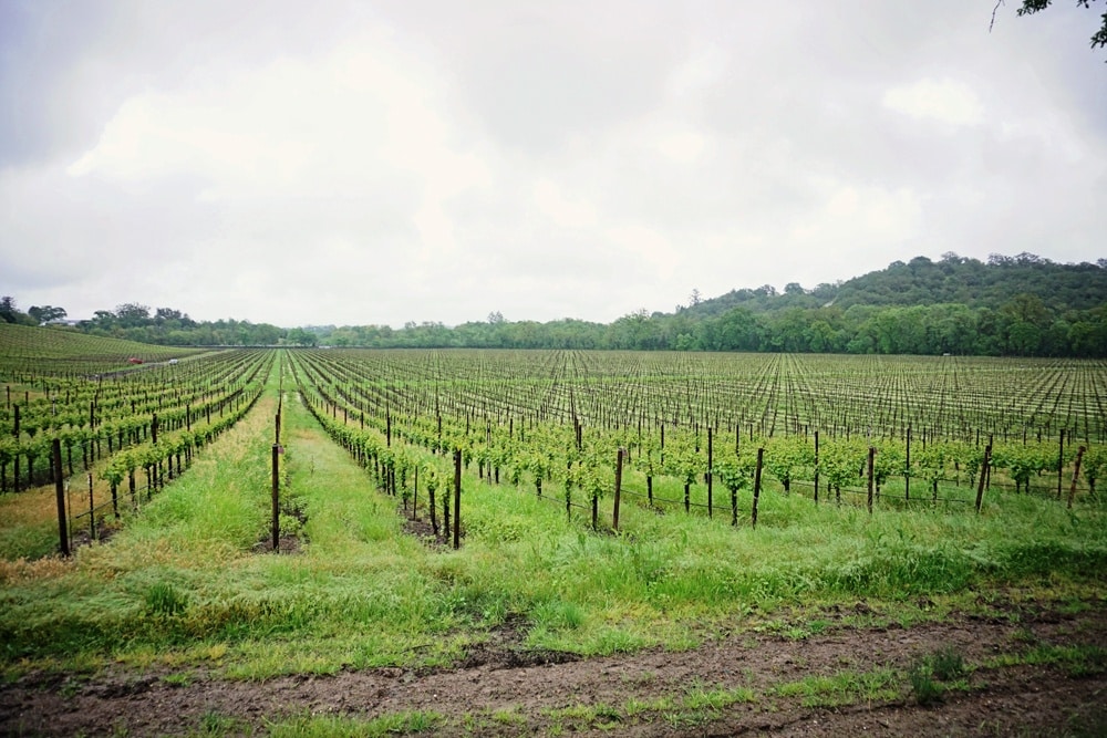 Whimsy Soul at Joseph Jewell Winery in Sonoma