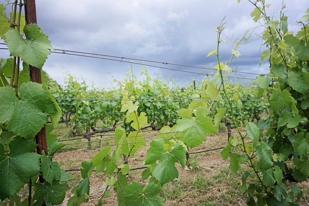 VML winery in Sonoma
