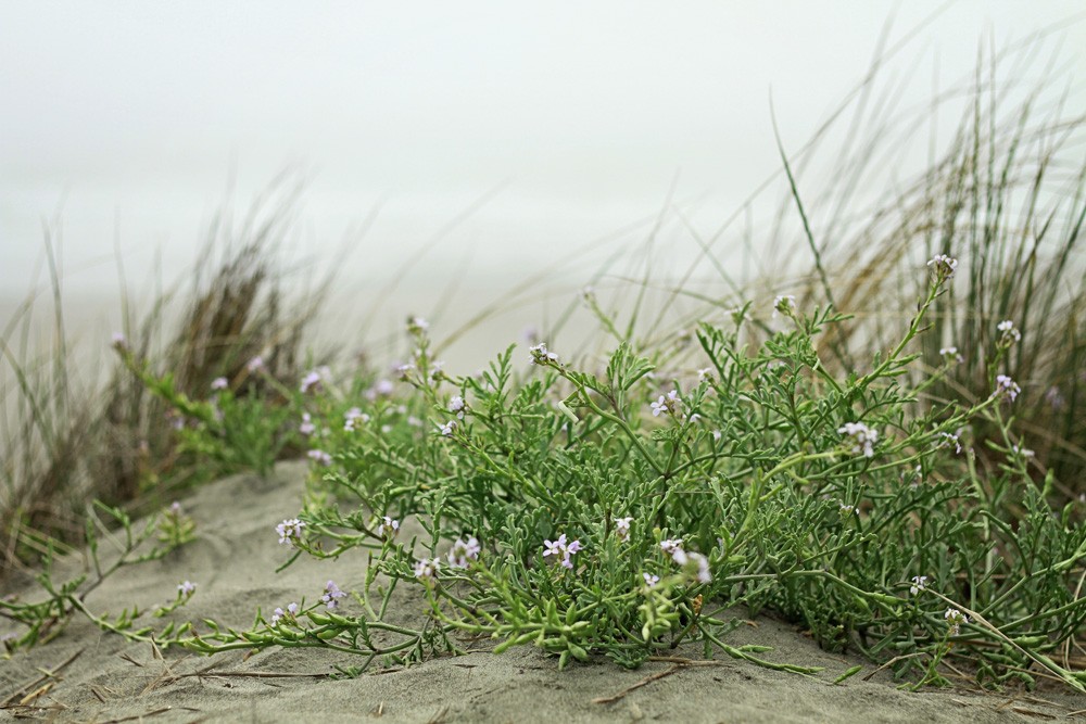 Ocean Beach in San Francisco