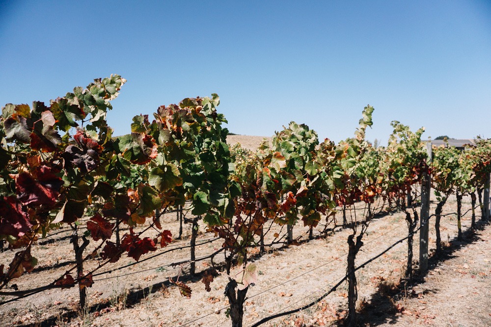 Liana Estates in Napa Valley