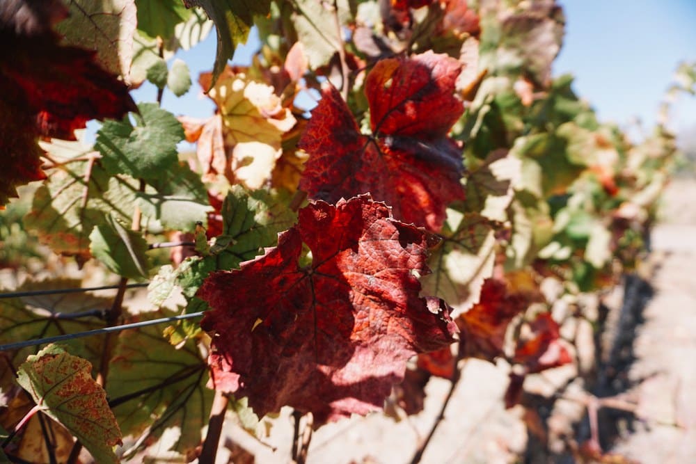 Liana Estates in Napa Valley