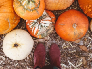 san francisco pumpkin patch