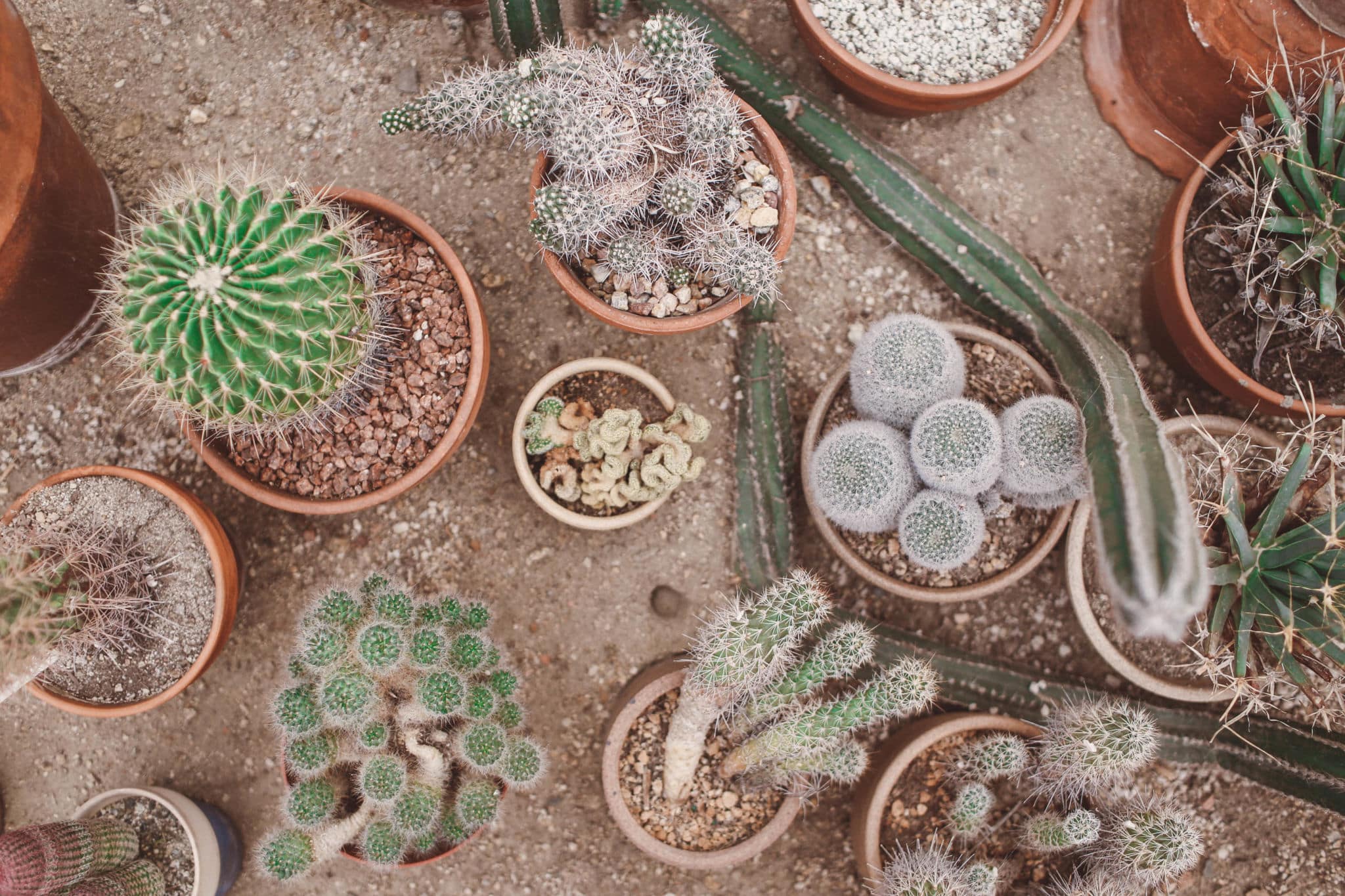palm springs cactus garden