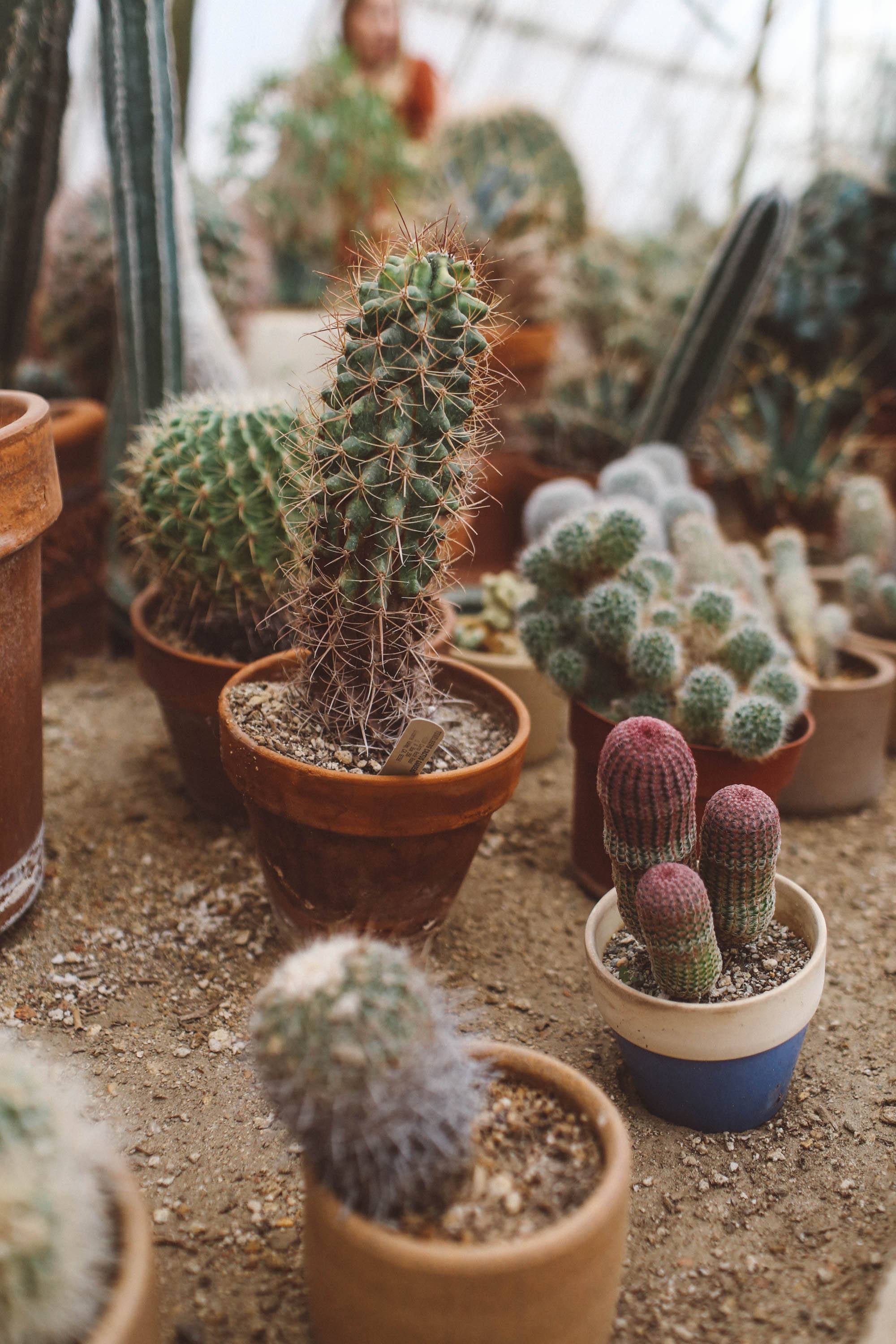 palm springs cactus garden