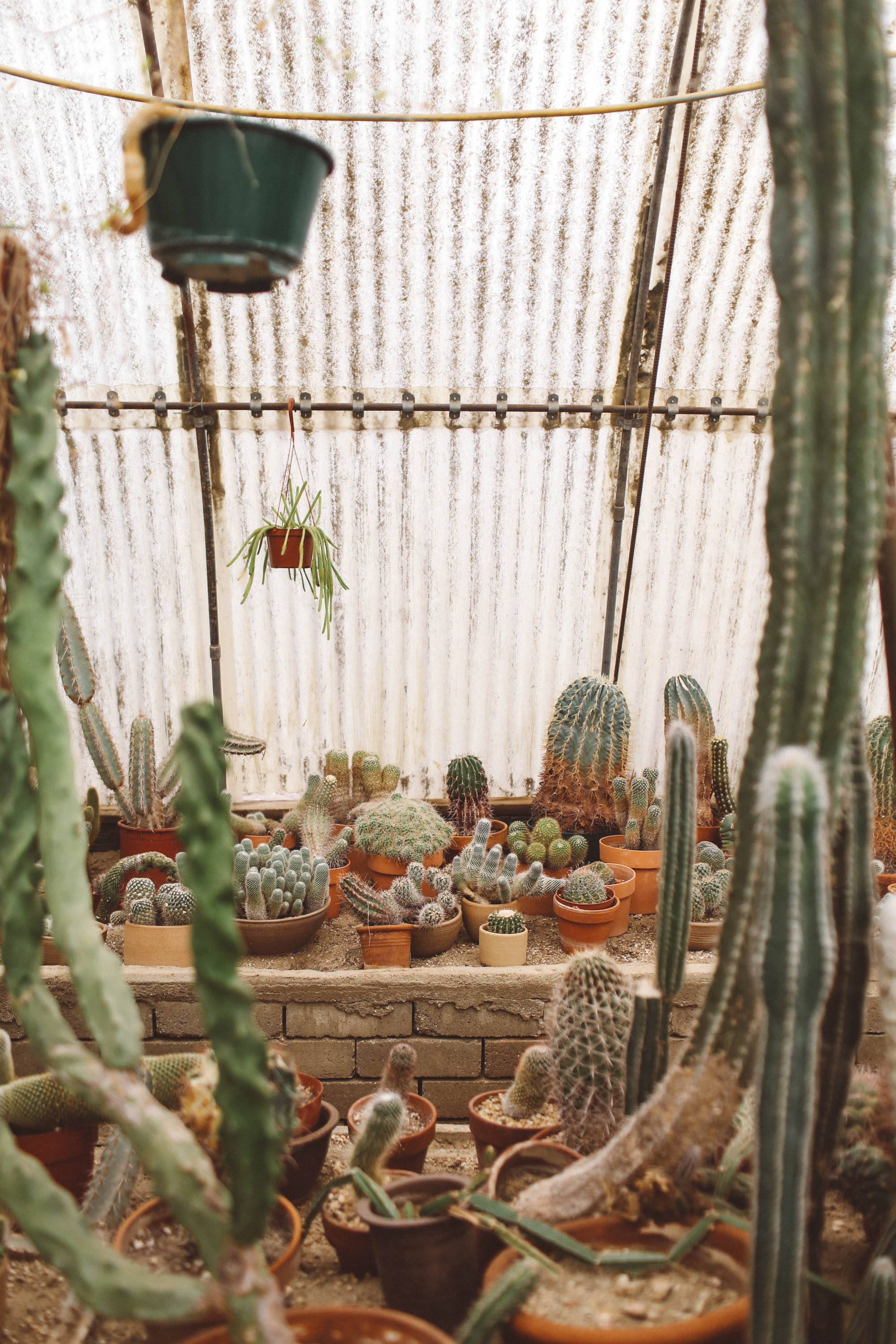 palm springs cactus garden