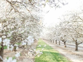 flowers almond blossoms california yellow dress