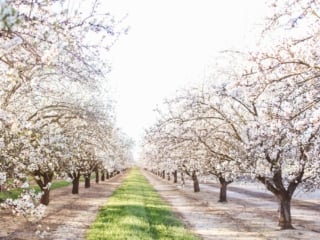 flowers almond blossoms california yellow dress