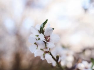 flowers almond blossoms california yellow dress