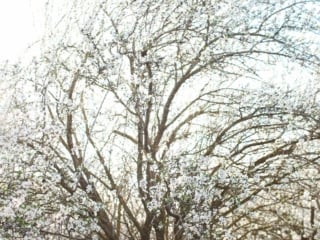 flowers almond blossoms california yellow dress
