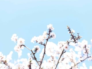 flowers almond blossoms california yellow dress