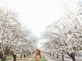 flowers almond blossoms california yellow dress