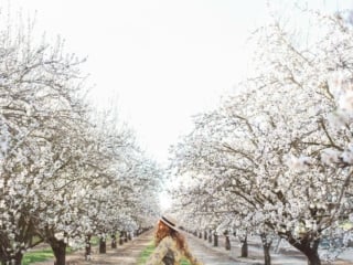 flowers almond blossoms california yellow dress