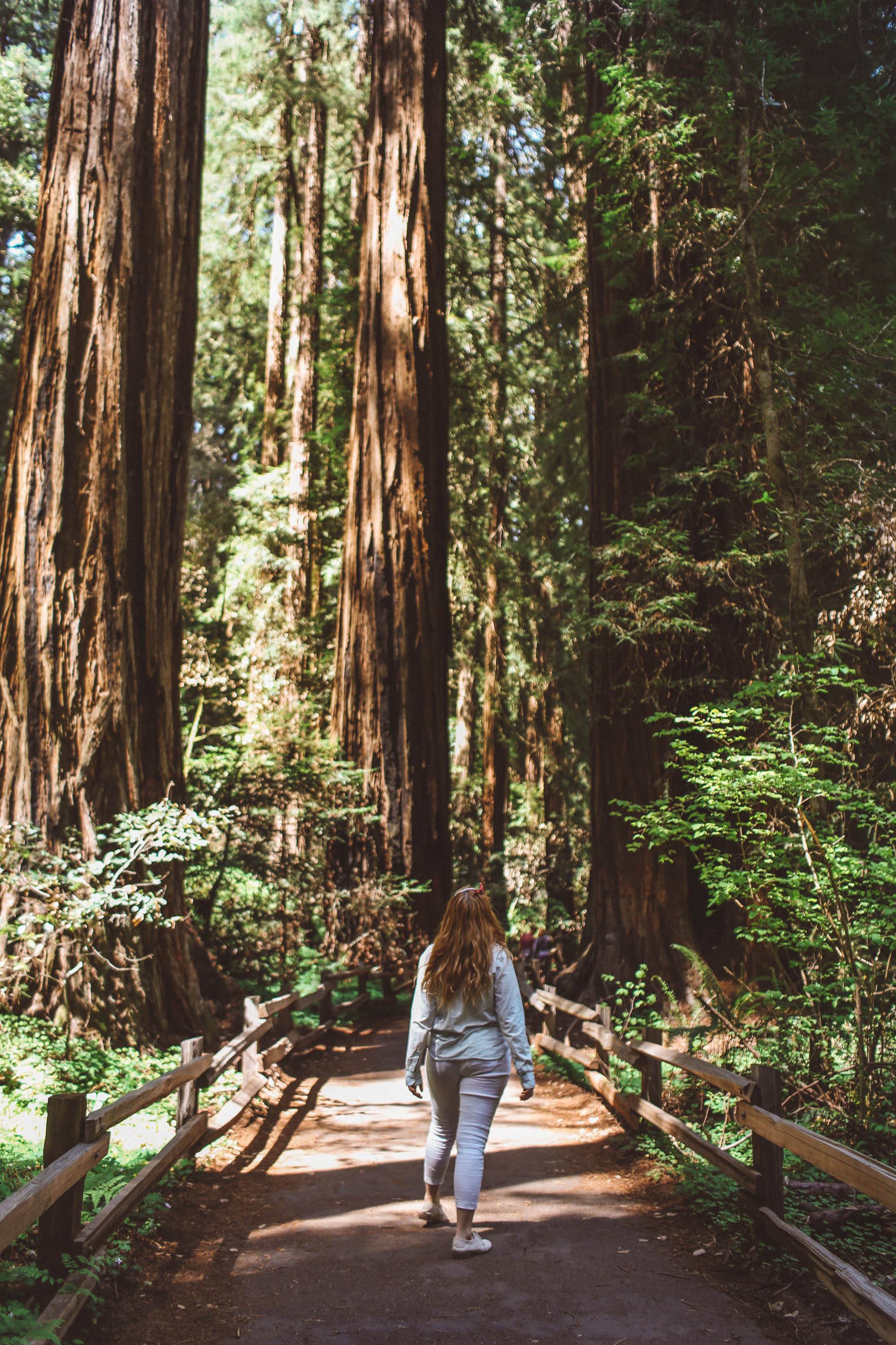A Woman looking at the redwood trees on a boardwalk at Muir Woods