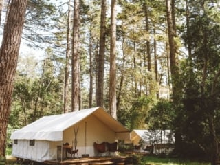Glamping tent among fir trees