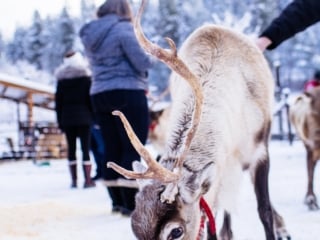 Leavenworth reindeer farm