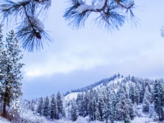 horses in snowy mountains