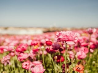 Pink Flowers at the Carlsbad Flower Field