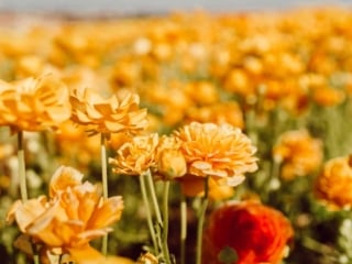 Yellow Flowers at the Carlsbad Flower Field