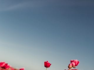 Red Flowers at the Carlsbad Flower Field