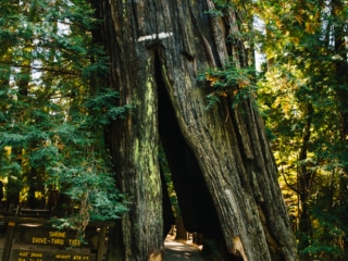Whimsy Soul - Ave of Giants Camping Redwoods-112