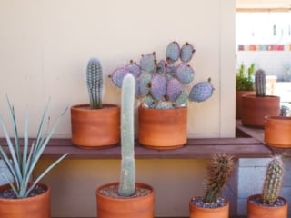 Potted Cacti in an amazing Joshua Tree Airbnb