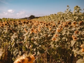 Sunflowers at Andreotti Farm in Half Moon Bay, California