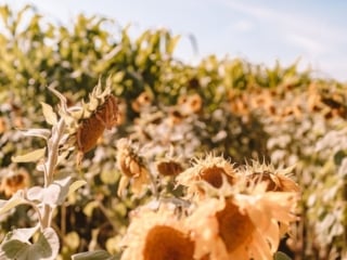 Sunflowers at Andreotti Farm in Half Moon Bay, California