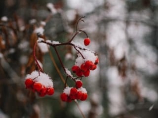 Tree berries at the Sleeping Lady Mountain Resort in Leavenworth, Washington