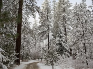 Snow covered Evergreen trees at Sleeping Lady Mountain Resort in Leavenworth, Washington