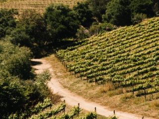 Whimsy Soul - Santa Cruz Wine Mountains (119 of 1)