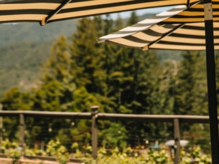 Whimsy Soul - Santa Cruz Wine Mountains (122 of 1)