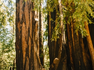 Whimsy Soul - Santa Cruz Wine Mountains (123 of 1)