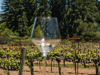 Whimsy Soul - Santa Cruz Wine Mountains (125 of 1)