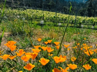 Whimsy Soul - Santa Cruz wine trip (207 of 1)